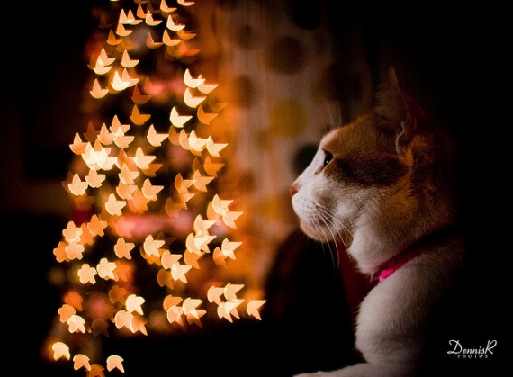 Как сделать отличные рождественские фотографии с боке