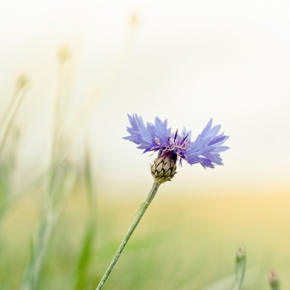 Как сделать отличные летние фотографии