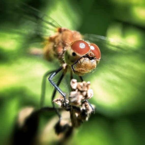 5 способов улучшить ваши смартфон-фото