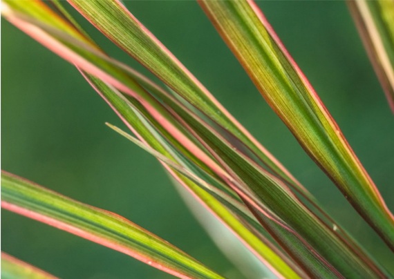 Абстрактные фотографии природы